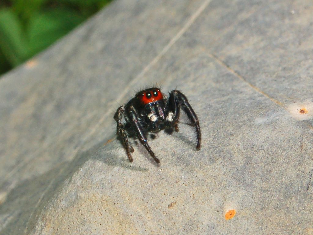 Pellenes seriatus